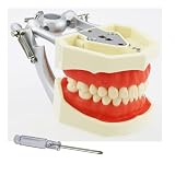 Typodont Teeth Model Standard Size with 28 Removable Teeth Compatible Kilgore Nissin 500 Type Soft Gum for...