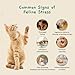 Pawith Cat Calming Diffuser – for Travel, Car & Home Use, Pheromone Diffuser for Cats & Kittens to Reduce Anxiety and Stress, No Electricity Needed, Long-Lasting Calming Support