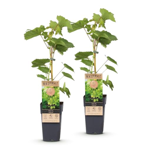 Green boutiQ - Obstpflanze - Vitis vinifera Himrod - Weintraubenpflanze - Kernenlos - Weiße Traube - 2 Pflanzen - Topf 15cm - Höhe 50cm