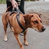 Sicherheitsgeschirr Maldon Farbe schwarz/grau, Größe XS