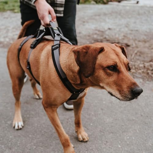 Sicherheitsgeschirr Maldon Farbe schwarz/grau, Größe S-M