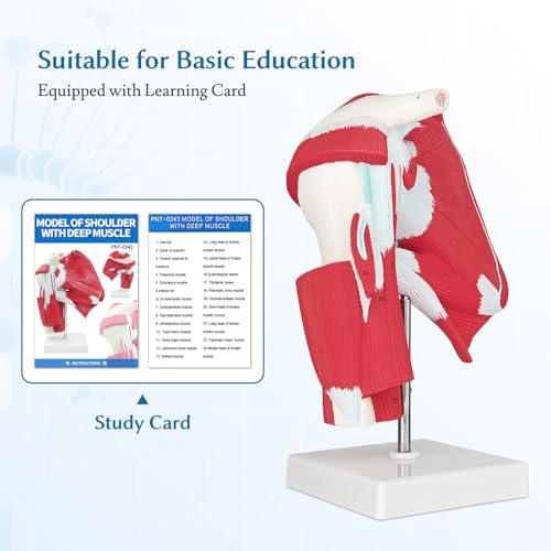 Image of SFXYJ Shoulder Joint Muscled Model, 1:1 Life Size Human Complete Shoulder Anatomy Model Musculature from Rotator Cuff to Subscapular Tendon Muscles with Product Manual for Medical Study Training