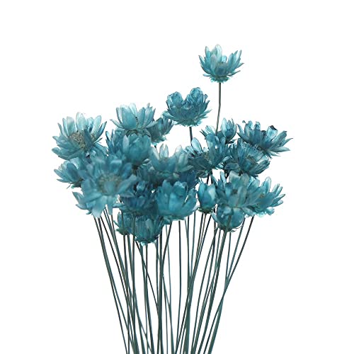 30 flores secas mini margarita para decoración miniatura 1