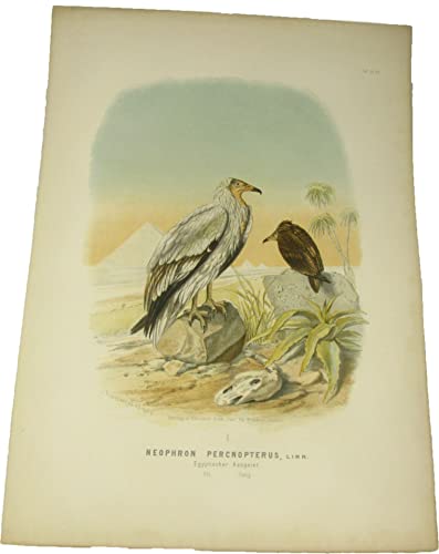 Original-Farblithografie Neophron Percnopterus, Linn. Egyptischer Aasgeier.
