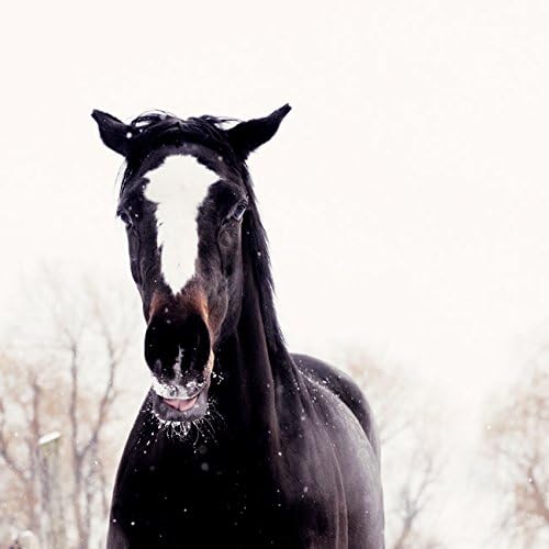 Horse Photograph - Piper - 8x8 Photography - Animal Wall Decor