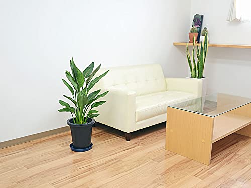 Amazon｜観葉植物 ストレリチア・レギネ バードオブパラダイス