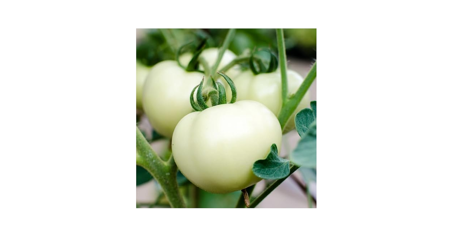 Amazon.com : CHUXAY GARDEN White Tomato Seed 10 Seeds