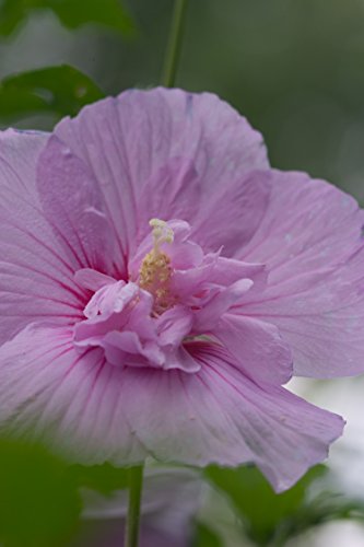 Lavender Chiffon (Hibiscus) Live Shrub, Light Purple Flowers, 4.5 in. Quart