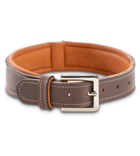 Jack & Russell Hundehalsband Leder Amy - Lederhalsband aus Echtleder - gepolstert & robust - Hunde Halsband doppellagig, kleine, mittelgrosse und große Hunde (L, Braun)
