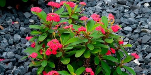 Image of Euphorbia Mili Red Live Flower Plant | Crown of Thorns Ornamental Succulent | Hardy Indoor Outdoor Blooming Plant with Pot | Decorative Houseplant for Home Garden a€ inch Pack of 1