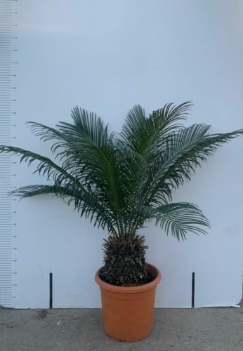 PIANTA DI CYCAS CICAS PALMA NANA VASO 22/24 CM ALTEZZA 40/60 CM (foto reali)