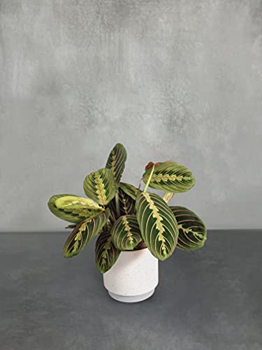 All Occasions Indoor Houseplants with Ceramic Pot, Real Indoor Plant for Home, Bedroom, Kitchen and Living Room, Perfect for Clean Air, Delivered Next Day Prime (Prayer Plant)