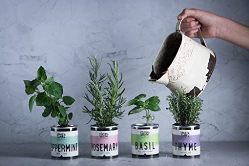 Rosemary for Cooking – 100% Pure & Natural Freeze Dried Rosemary Spices for Cooking – No Artificial Additives or Preservatives – Dried Herbs, Spices & Seasonings by Super Garden (0.88 oz)