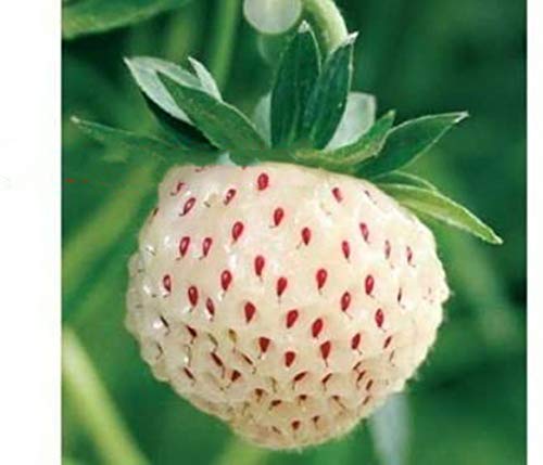 50 Semi di Fragola Bianca Semi Rari