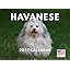 Havanese