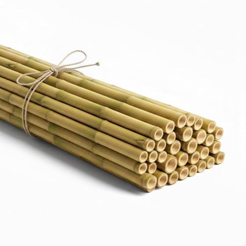 Q&H Strong Heavy Duty Professional Bamboo Canes 2ft 3ft 4ft 5ft 6ft - Outdoor Plant Support Garden Canes - Sturdy & Natural Bamboo Sticks for Plants Size - Natural Stake Pole Can (10 3ft (90cm))