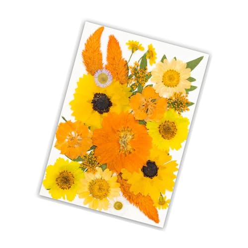 Flor natural seca prensada para resin artesanía miniatura 1