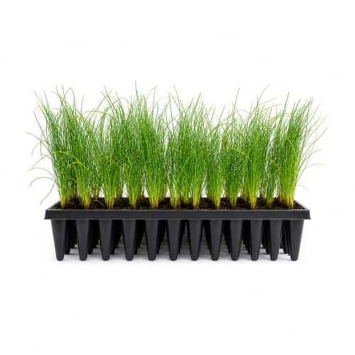 Longleaf Pine Tree | 3 Live Plants | Pinus Palustris | Fast Growing, Southern Yellow Evergreen, Ornamental Landscaping, Drought Tolerant, Native Habitat, Wildlife Friendly