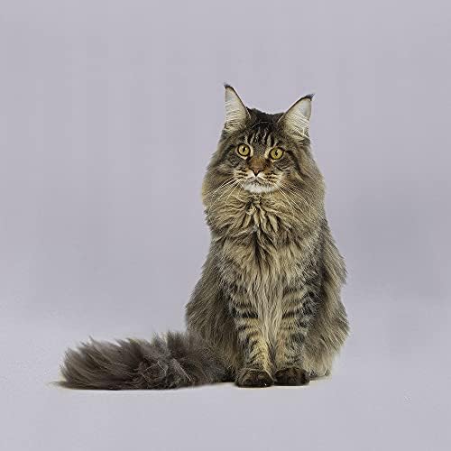 GFCC Gray Backdrop - 8FTX10FT Grey Photo Backdrop for Photoshoot Background for Photography Screen Video Recording Picture Background - 3
