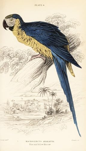 Cuadro para pared SERENDIPITP de guacamayo: decora tu dormitorio con el arte de William Lizars