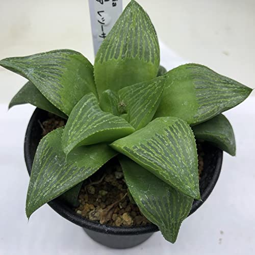 Amazon｜多肉植物：ハオルチア レツーサ*｜観葉植物 オンライン通販