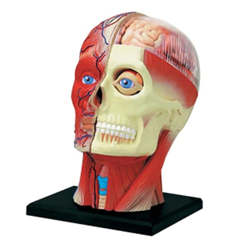 Modèle neurovasculaire demi-tête AMITD idéal pour vos révisions - 6