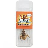 BicBugs Scorpion Lil Bugz Edible Arachnid bred for Human Consumption