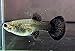 Generic 1 Breeding Pair- Blue Tarzan- New Strain Live Guppy Fish, 3 months