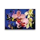 Premium Textil-Leinwand 45 x 30 cm Quer-Format Phalaenopsis Hybride | Wandbild, HD-Bild auf Keilrahmen, Fertigbild auf hochwertigem Vlies, Leinwanddruck von Jürgen Wöhlke