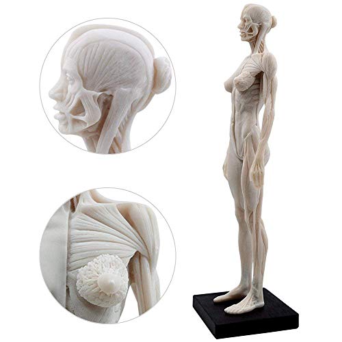 Image of Human Body Musculoskeletal Anatomical Mode 11 Inch Female Male Human Anatomy Model of Art Anatomy Figure for Study Color White