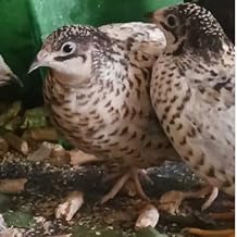 Undique Button Quail Eggs for Hatching - 12 Count