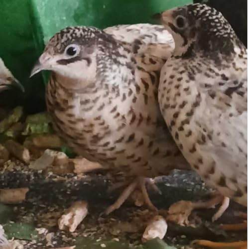 Undique Button Quail Eggs for Hatching - 12 Count