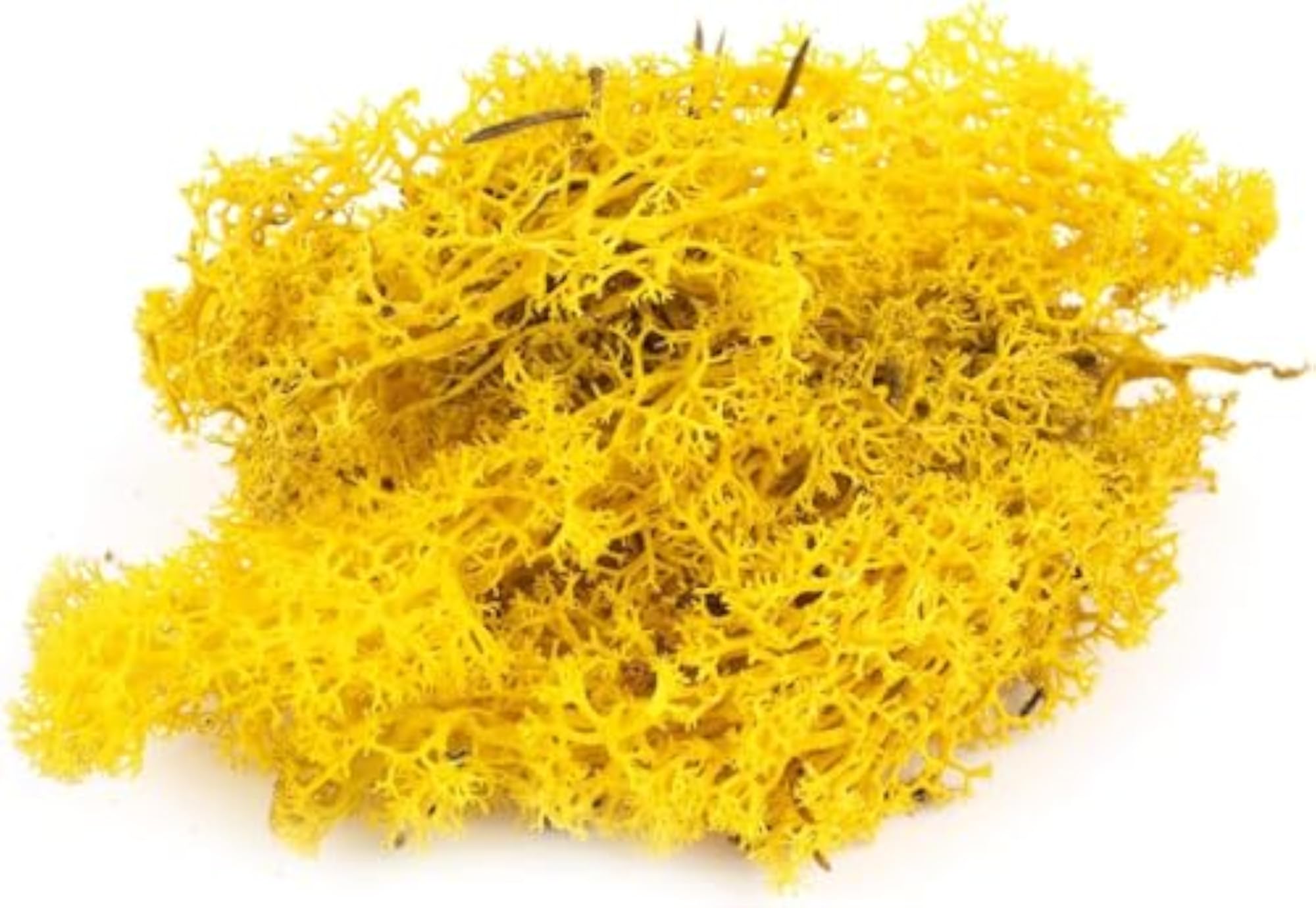 Natural Multicolored Reindeer Moss for Crafts (100g)