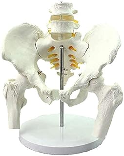 Human Anatomy Science Models - Pelvis with Lumbar Model -PVC Human Pelvic Anatomical Model Pelvic and Lumbar Spine Modeluseful SaiFei