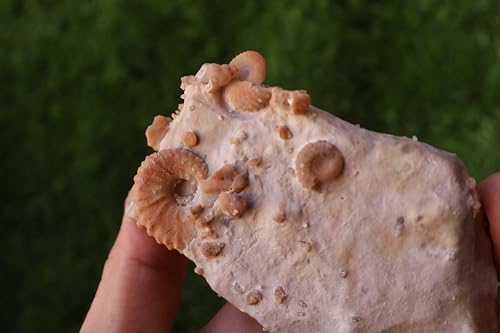 Image of Douvilleiceras & Gastropods Plate Cretaceous Fossils Fossils from Morocco Fossil Rock Ammonites Fossil A216