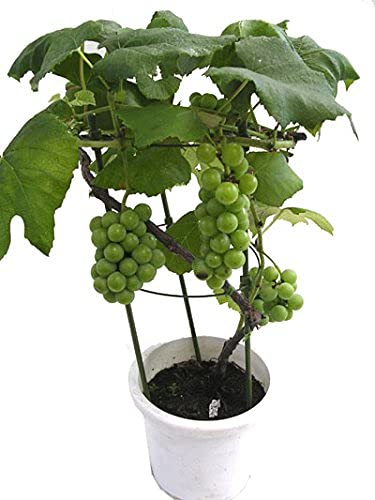 WoFLoo Live Plant Grape Fruit Long Green Angoor/Grape Exotic Rare Air Layered Plant (1 Healthy Plant with Poly Bag) (B0BQWKFJNZ) Amazon Price History, Amazon Price Tracker