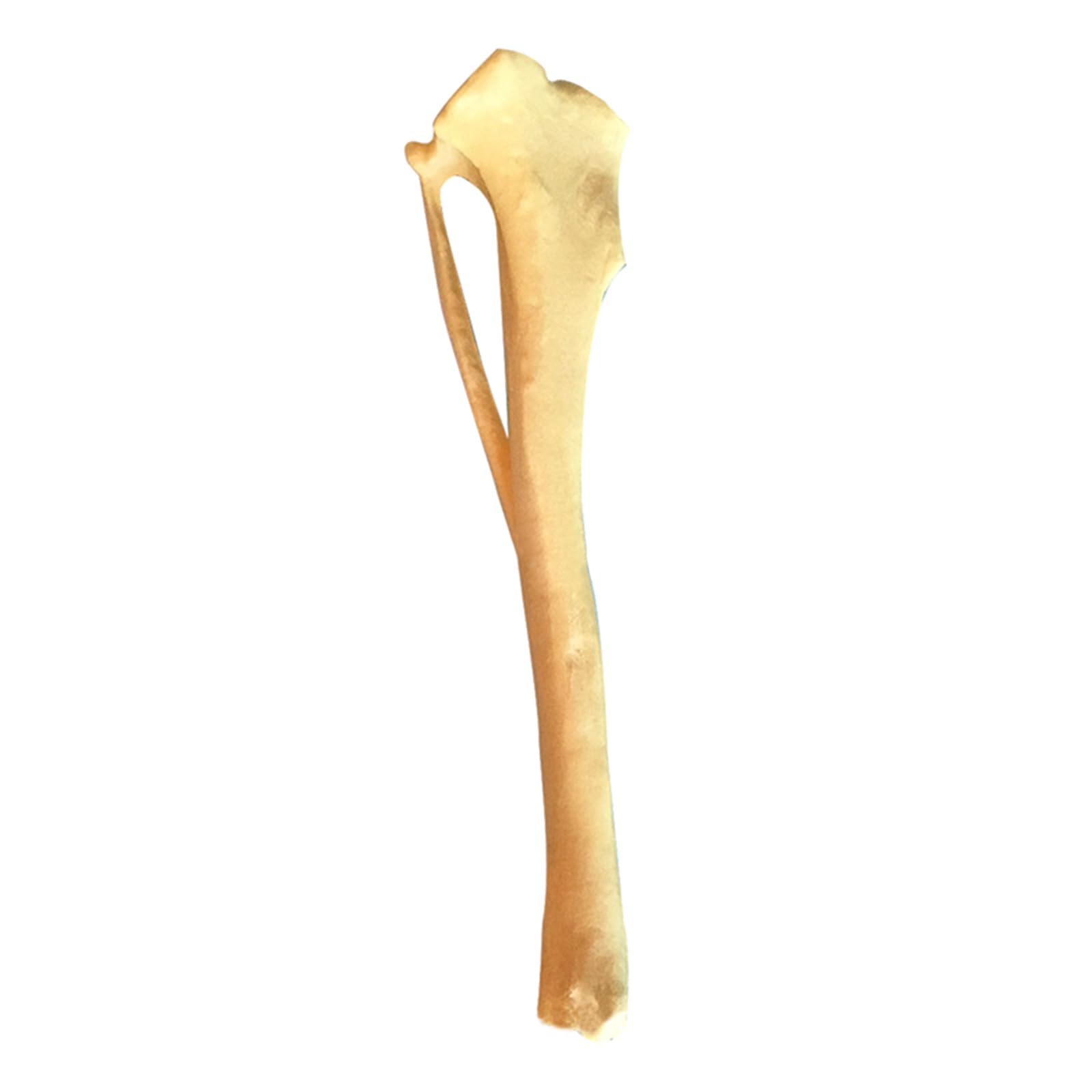 Dog Tibia Skeletal Model Dog Tibia Skeletal Anatomy Model Dog Tibia Skeleton Model Medical Teaching