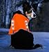 Illumiseen LED Dog Hunting Vest | Orange Safety Jacket with Reflective Strips & USB Rechargeable LED Lights | Increase Dog’s Visibility When Walking, Running, Training Outdoors (X-Large, Orange)
