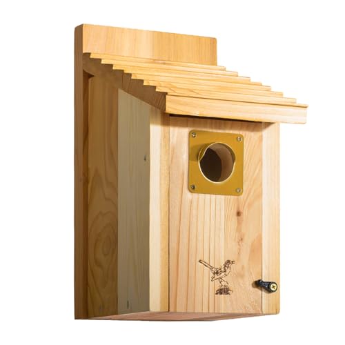 Clasy Bluebird Bird Houses for Outside XL Size Alaskan Red Cedar 1316 Thickness Brass Hole Plate 15 Wall Pole Mountable Everlasting Cedar Bird House for Outdoor Mesh Base Birdhouse Kit