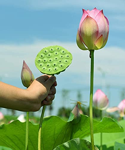Ketere Lotus Root Seeds,40Pcs Edible Plant Fruit Seed,Grow Beautiful Lotus Flowers And Roots For Home Garden,Organic Healthy Vegetable Seed #TOP1