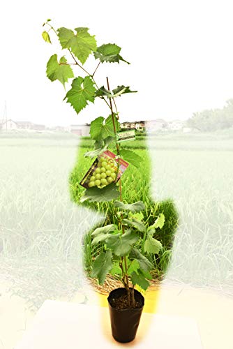 ホームセンターで花や庭木の価格を比較してランキングにしました 1番安くておすすめなのはこの店です 元ホムセン社員の花生活