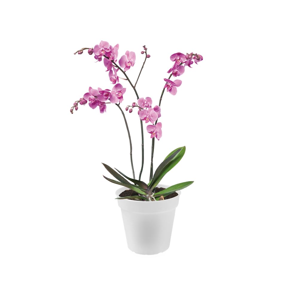 elho Green Basics Orchidee 17cm Blumentopf - Transparent | ∅ 17 x H 15.8 cm