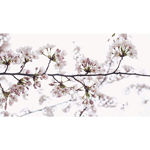 Affiche Fleurs de Cerisier Printemps Contre-jour 2 Grand Poster Mural Panoramique