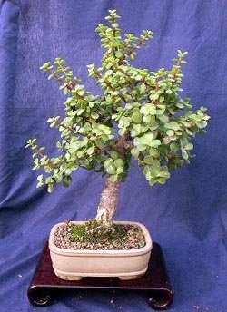 Indoor Bonsai Tree - Dwarf Jade