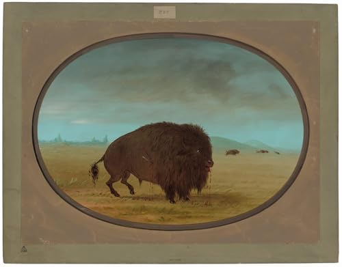 Peinture Murale Animal George Catlin : Créez une Ambiance Chaleureuse dans le Salon