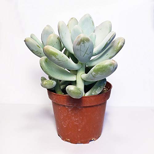 Lavender Pebbles Graptopetalum Amethystinum (4 Inch) #TOP2