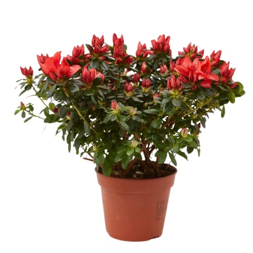 Azalea Planta Natural Belleza Natural para Todos tus Espacios