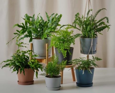 Casca de Arroz Carbonizada Substrato Natural 5 L