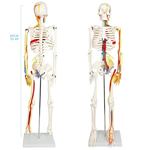 Image of EVOTECH SCIENTIFIC Mini Human Skeleton Model for Anatomy, 33.5'' 1 /2 Life Size Human Skeleton Model with Nerves Veins Arteries Heart Removable Arms Legs and Stand for Medical Anatomical Study Display