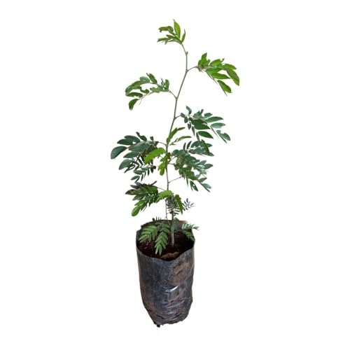 Genérico, Muda de Caliandra 20 a 40cm AMK - Plantas Online